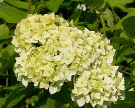 Hortenzie stromečkovitá 'Grandiflora'