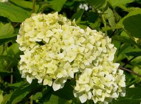 Hortenzie stromečkovitá 'Grandiflora' - Hydrangea arborescens 'Grandiflora'