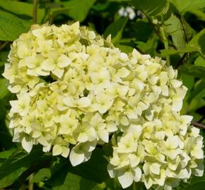 Hortenzie stromečkovitá 'Grandiflora' - Hydrangea arborescens 'Grandiflora'