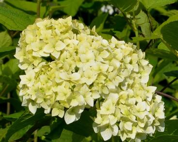 Hortenzie stromečkovitá 'Grandiflora'
