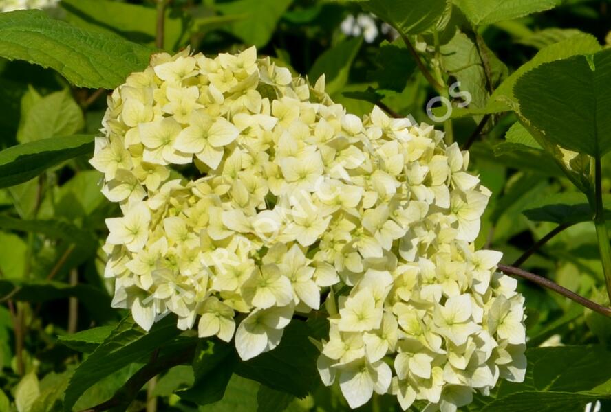 Hortenzie stromečkovitá 'Grandiflora' - Hydrangea arborescens 'Grandiflora'