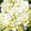 Hortenzie stromečkovitá 'Grandiflora' - Hydrangea arborescens 'Grandiflora'