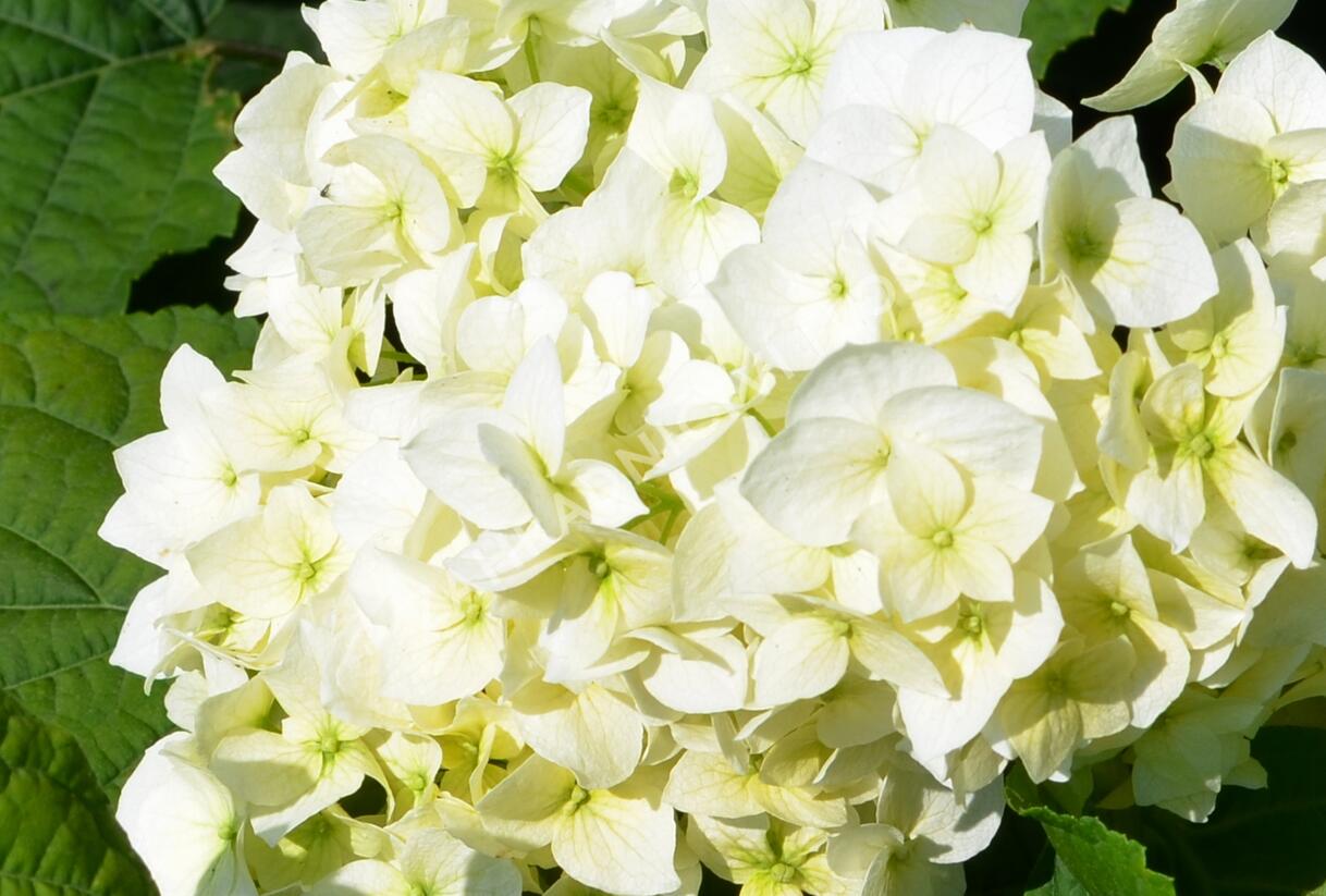 Hortenzie stromečkovitá 'Grandiflora' - Hydrangea arborescens 'Grandiflora'