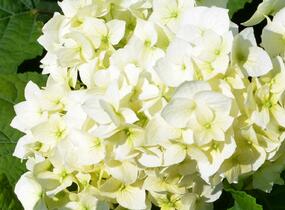 Hortenzie stromečkovitá 'Grandiflora' - Hydrangea arborescens 'Grandiflora'