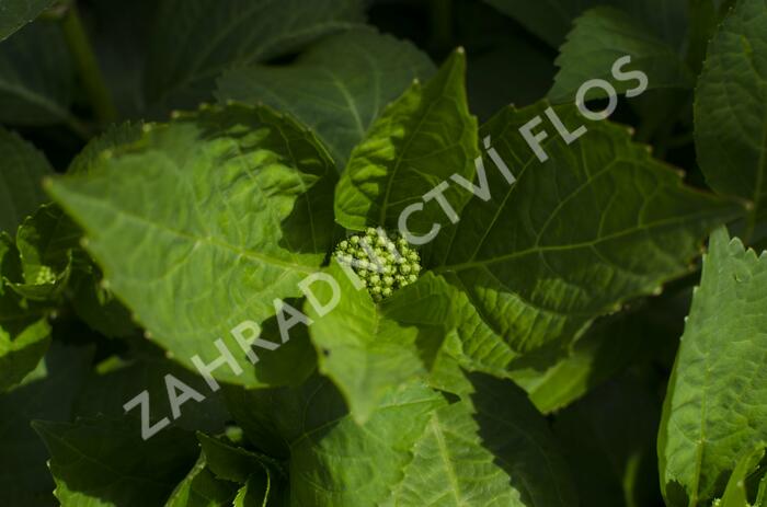 Hortenzie velkolistá 'Schneeball'® - Hydrangea macrophylla 'Schneeball®