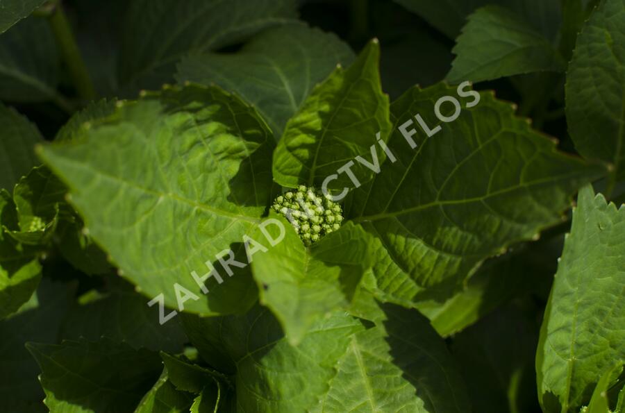 Hortenzie velkolistá 'Schneeball'® - Hydrangea macrophylla 'Schneeball®