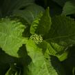 Hortenzie velkolistá 'Schneeball'® - Hydrangea macrophylla 'Schneeball®