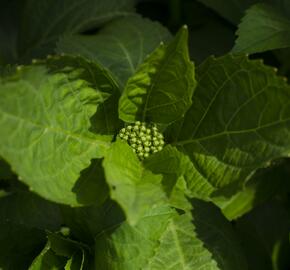 Hortenzie velkolistá 'Schneeball'® - Hydrangea macrophylla 'Schneeball®