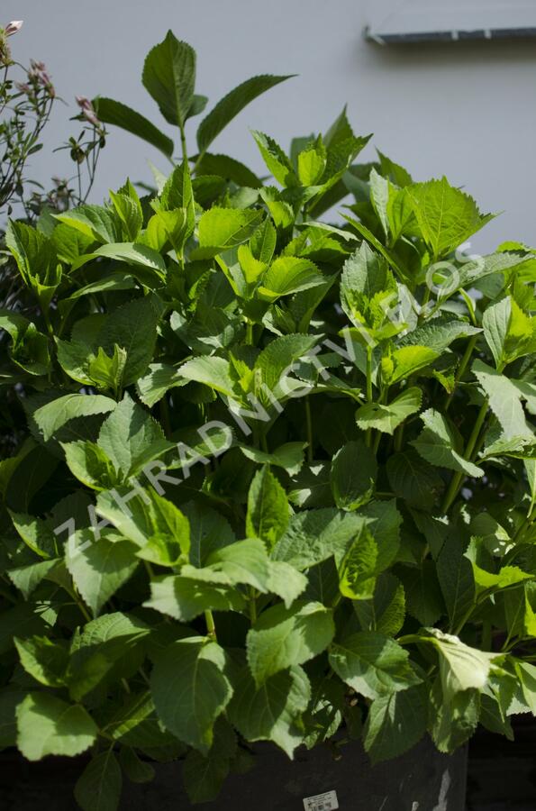 Hortenzie velkolistá 'Schneeball'® - Hydrangea macrophylla 'Schneeball®