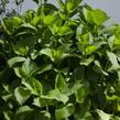 Hortenzie velkolistá 'Schneeball'® - Hydrangea macrophylla 'Schneeball®