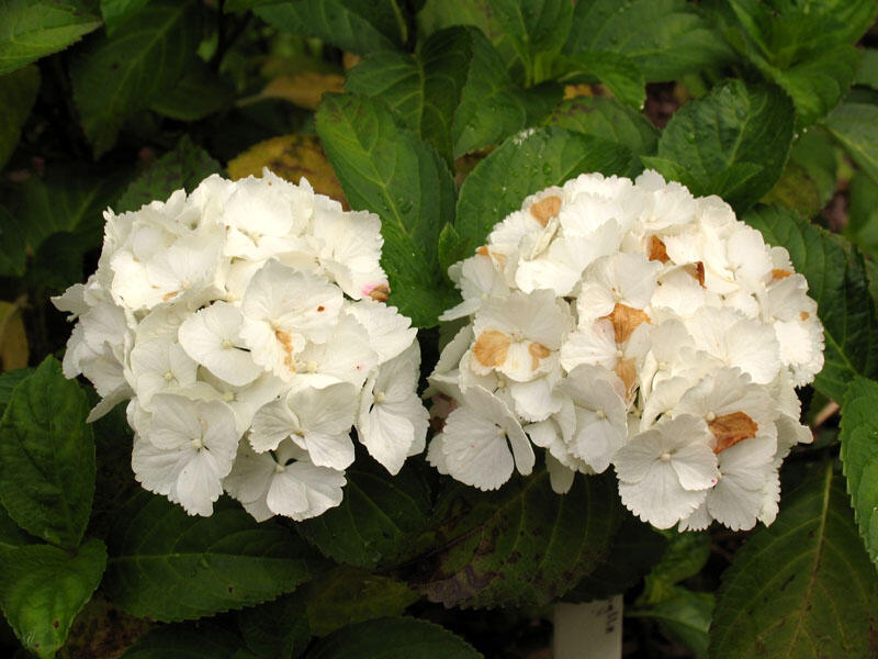 Hortenzie velkolistá 'Schneeball'® - Hydrangea macrophylla 'Schneeball®