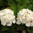 Hortenzie velkolistá 'Schneeball'® - Hydrangea macrophylla 'Schneeball®