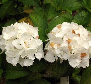 Hortenzie velkolistá 'Schneeball'® - Hydrangea macrophylla 'Schneeball®