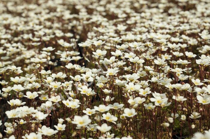 Lomikámen arendsův 'Alpino Early Lime' - Saxifraga x arendsii 'Alpino Early Lime'