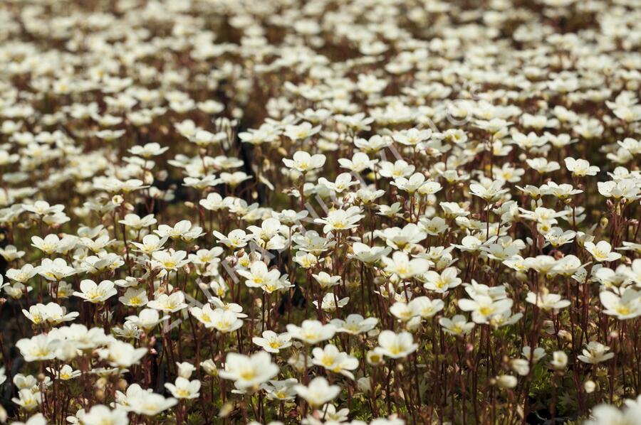 Lomikámen arendsův 'Alpino Early Lime' - Saxifraga x arendsii 'Alpino Early Lime'