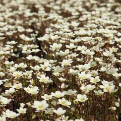 Lomikámen arendsův 'Alpino Early Lime' - Saxifraga x arendsii 'Alpino Early Lime'