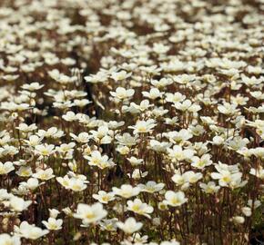 Lomikámen arendsův 'Alpino Early Lime' - Saxifraga x arendsii 'Alpino Early Lime'