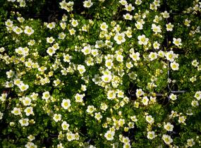 Lomikámen arendsův 'Alpino Early Lime' - Saxifraga x arendsii 'Alpino Early Lime'