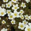 Lomikámen arendsův 'Alpino Early Lime' - Saxifraga x arendsii 'Alpino Early Lime'