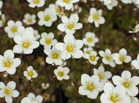 Lomikámen arendsův 'Alpino Early Lime' - Saxifraga x arendsii 'Alpino Early Lime'
