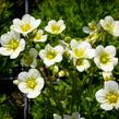 Lomikámen arendsův 'Alpino Early Lime' - Saxifraga x arendsii 'Alpino Early Lime'