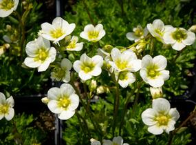Lomikámen arendsův 'Alpino Early Lime' - Saxifraga x arendsii 'Alpino Early Lime'
