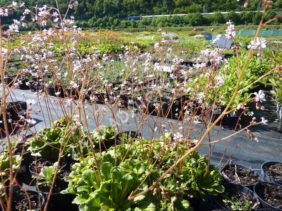 Lomikámen - Saxifraga urbium