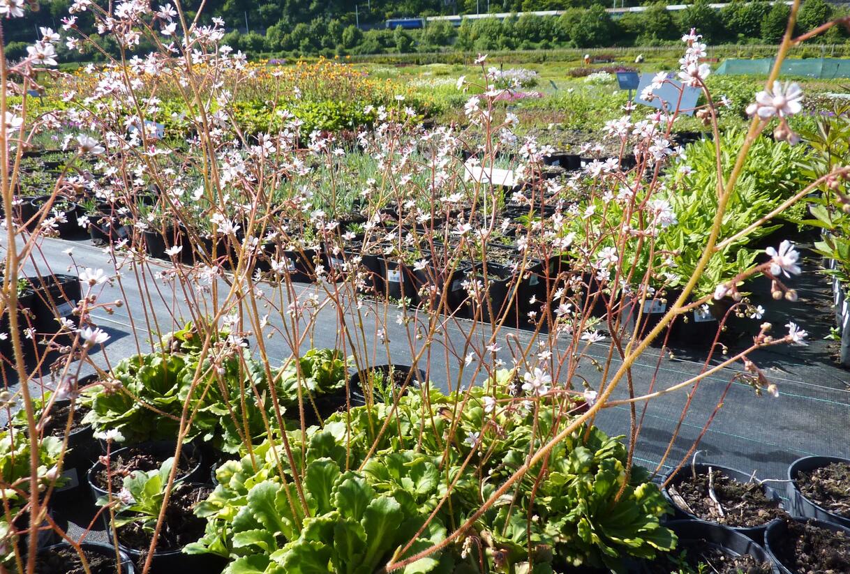 Lomikámen - Saxifraga urbium