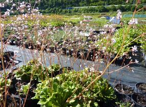 Lomikámen - Saxifraga urbium