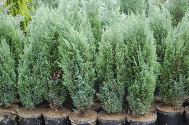 Cypřišek Lawsonův 'Ellwoodii' - Chamaecyparis lawsoniana 'Ellwoodii'