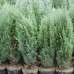 Cypřišek Lawsonův 'Ellwoodii' - Chamaecyparis lawsoniana 'Ellwoodii'