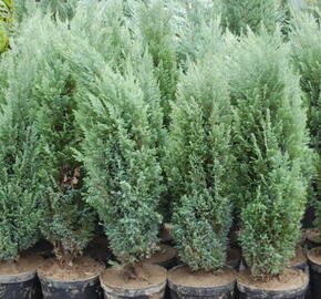 Cypřišek Lawsonův 'Ellwoodii' - Chamaecyparis lawsoniana 'Ellwoodii'