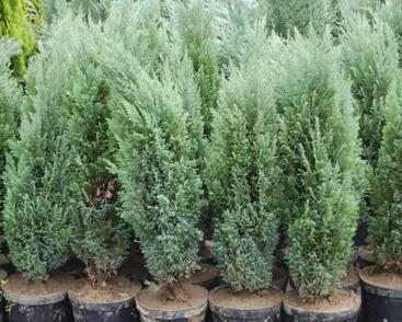 Cypřišek Lawsonův 'Ellwoodii'