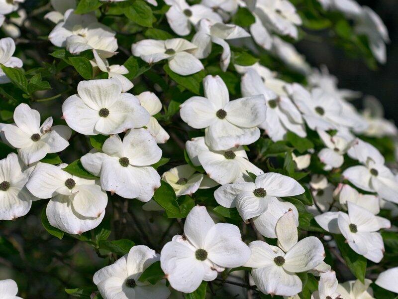 Dřín 'Eddie's White Wonder' - Cornus 'Eddie's White Wonder'