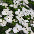 Dřín 'Eddie's White Wonder' - Cornus 'Eddie's White Wonder'