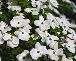 Dřín 'Eddie's White Wonder'