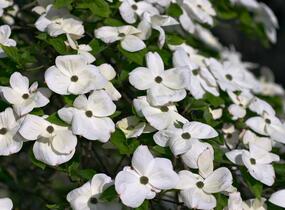 Dřín 'Eddie's White Wonder' - Cornus 'Eddie's White Wonder'