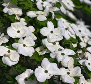 Dřín 'Eddie's White Wonder' - Cornus 'Eddie's White Wonder'