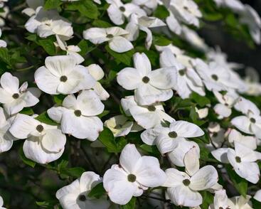 Dřín 'Eddie's White Wonder'