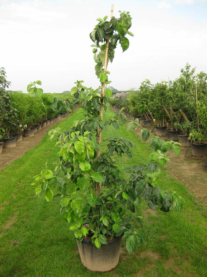 Dřín 'Eddie's White Wonder' - Cornus 'Eddie's White Wonder'