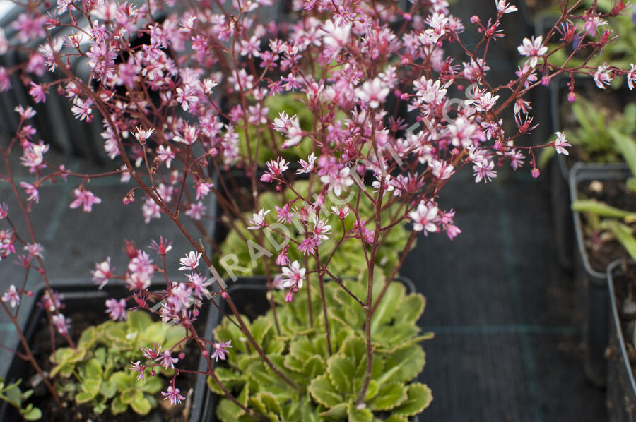 Lomikámen 'Clarence Elliott' - Saxifraga umbrosa 'Clarence Elliott'