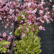 Lomikámen 'Clarence Elliott' - Saxifraga umbrosa 'Clarence Elliott'