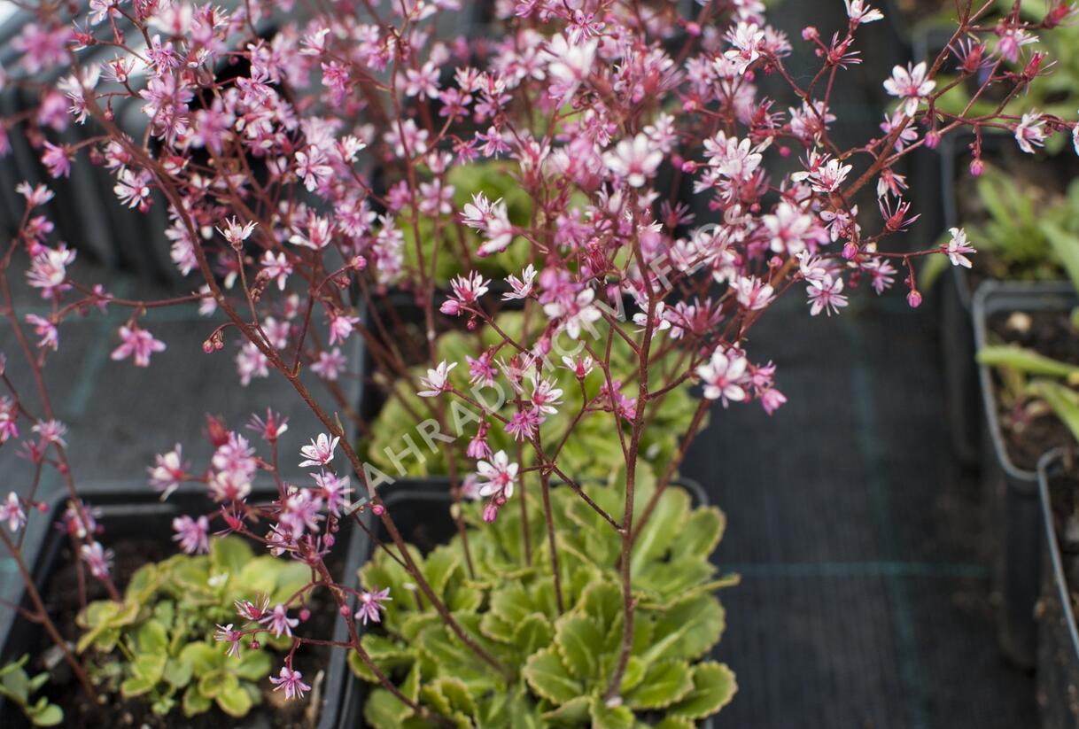 Lomikámen 'Clarence Elliott' - Saxifraga umbrosa 'Clarence Elliott'