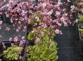 Lomikámen 'Clarence Elliott' - Saxifraga umbrosa 'Clarence Elliott'