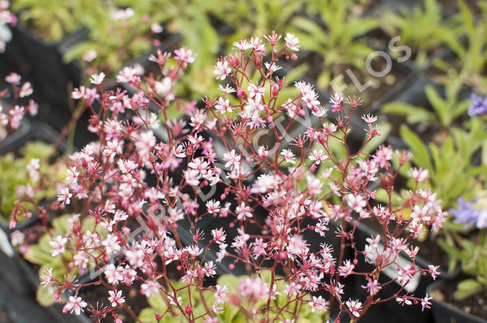 Lomikámen 'Clarence Elliott' - Saxifraga umbrosa 'Clarence Elliott'