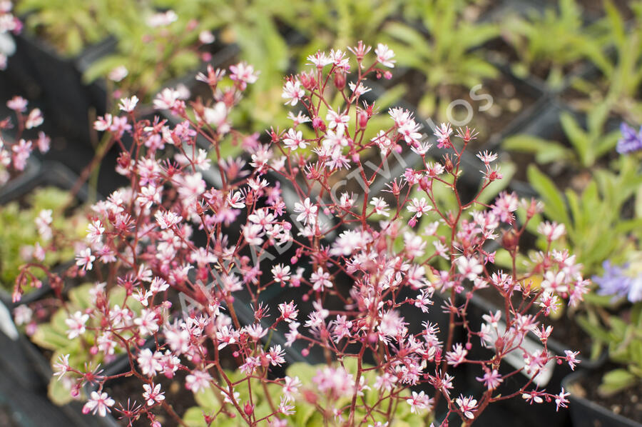 Lomikámen 'Clarence Elliott' - Saxifraga umbrosa 'Clarence Elliott'