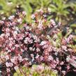 Lomikámen 'Clarence Elliott' - Saxifraga umbrosa 'Clarence Elliott'