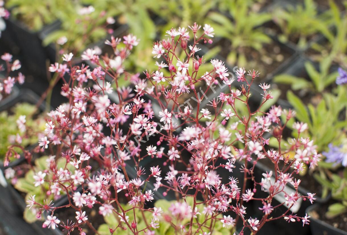 Lomikámen 'Clarence Elliott' - Saxifraga umbrosa 'Clarence Elliott'