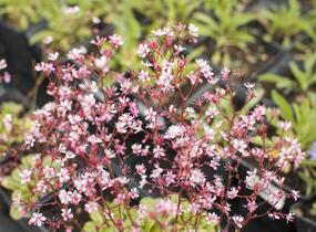 Lomikámen 'Clarence Elliott' - Saxifraga umbrosa 'Clarence Elliott'