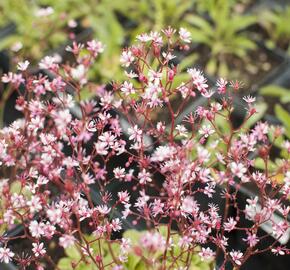 Lomikámen 'Clarence Elliott' - Saxifraga umbrosa 'Clarence Elliott'